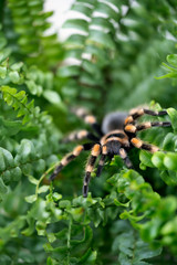 Close-up of a black big spider with orange stripes sitting in a fern Bush