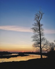 tree at sunset