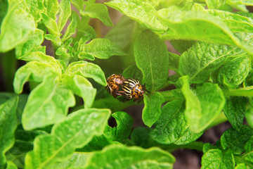 Mating of two colorado beetles on a potato leaves. Cultivation of vegetables. Close-up