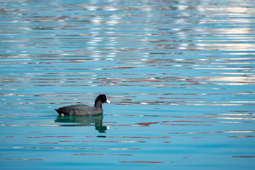 Black duck Eurasian coot Fulica atra is swimming in blue water.