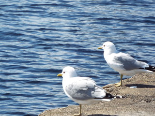 Fototapeta na wymiar seagull on beach