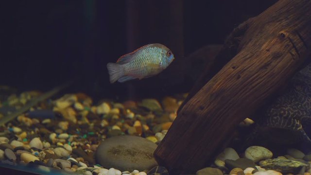 The fish in the aquarium. South American aquarium fish of the cichlid family called Laetacara curviceps in the home aquarium. Low key