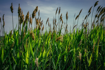  reed on the shore of the swamp