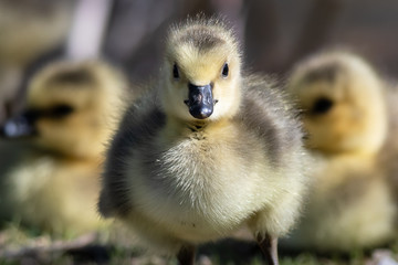 Newborn Gosling Making Direct Eye Contact