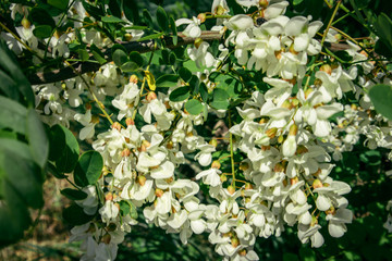  spring flowering of acacia on a sunny day