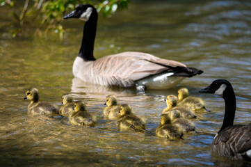 Adorable Newborn Goslings Swimming Beside Their Mother