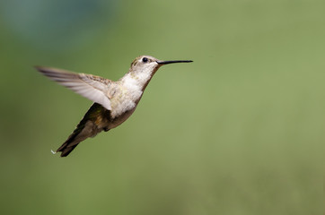 Naklejka na ściany i meble Black-Chinned Hummingbird Hovering in Flight Deep in the Forest