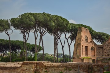 pinos mediterraneos crecen entre ruinas