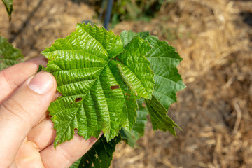 damaged leaves of hazelnut by weevil larvae close-up in human hand. Hazelnut garden pests