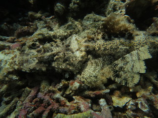 Pez cocodrilo camuflado