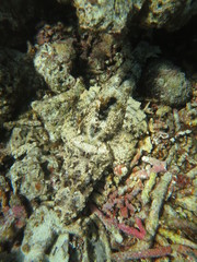 Pez cocodrilo camuflado