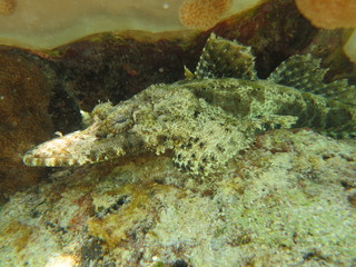 Pez cocodrilo camuflado