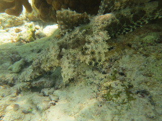 Pez cocodrilo camuflado