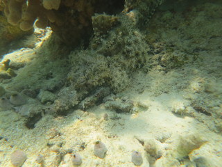 Pez cocodrilo camuflado