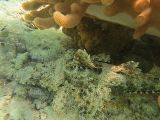 Pez cocodrilo camuflado