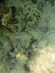 Pez cocodrilo camuflado