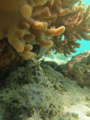 Pez cocodrilo camuflado