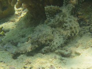 Pez cocodrilo camuflado
