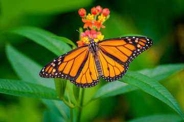 Monarch butterfly with wings spread wide