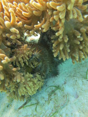 Arrecife en wakatobi