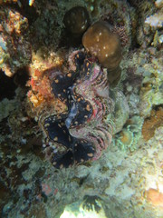 Arrecife en wakatobi