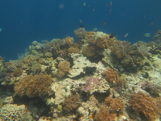 Obraz na płótnie Canvas Arrecife en wakatobi