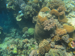 Naklejka na ściany i meble Arrecife en wakatobi
