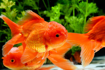 Goldfish carassius auratus background aquatic plants