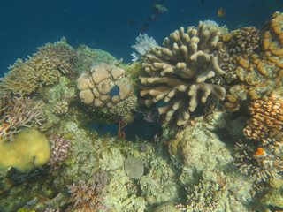 Naklejka na ściany i meble Arrecife en wakatobi