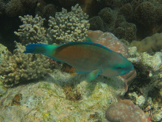 Arrecife en wakatobi