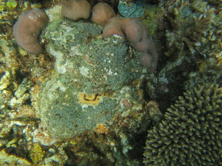 Arrecife en wakatobi