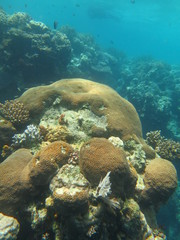 Arrecife en wakatobi