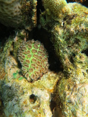 Arrecife en wakatobi