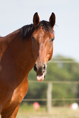 Naklejka premium Warmblut Pferd steckt frech die Zunge raus, braunes Pferd im Sommer