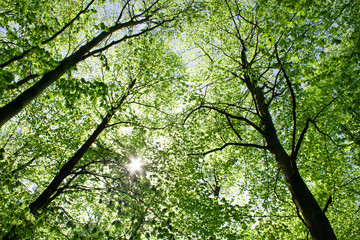 Fototapeta premium The sun in the crowns of trees covered with young green leaves
