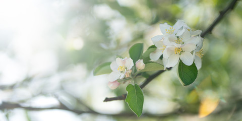 flowers on a tree branch are white