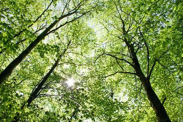 Słońce w koronach drzew pokrytych młodymi, zielonymi liśćmi 