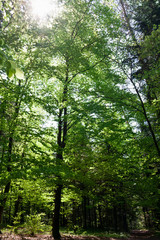 Fototapeta premium The sun in the crowns of trees covered with young green leaves