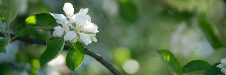 flowers on a tree branch are white