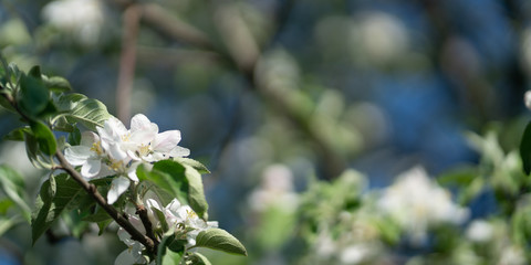 flowers on a tree branch are white