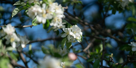 flowers on a tree branch are white