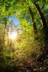 Beautiful forest in spring with bright sun shining through the trees