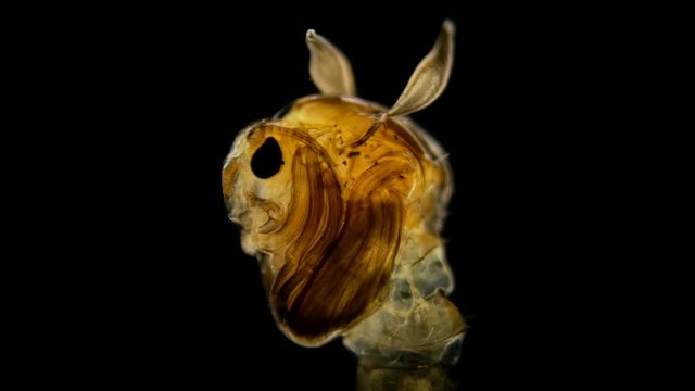 mosquito larva under a microscope, at the stage of the pupa or nympha, does not eat anything and just swims in water 4K