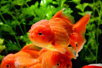 Goldfish carassius auratus background aquatic plants