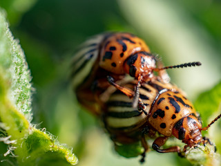 two striped colorado beetles mating on potato leaf