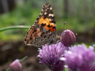 Urticaria butterfly on honey flowers of lettuce onion. Aglais urticae, Nymphalis urticae is diurnal butterfly from the family Nymphalidae,  species of genus Aglais. Insects