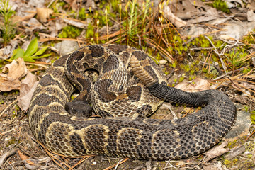 Timber rattlesnake - Crotalus horridus