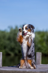 Mini Aussie zeigt Männchen und macht Tricks, Hund sitzt auf einem Bootssteg und winkt, Hündchen in toller Blue Merle Farbe vor blauem Himmel