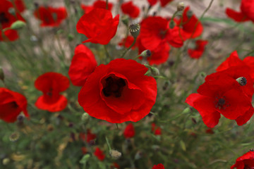 Poppy flower (Papaver rhoeas), Papaveraceae (Papaveraceae)