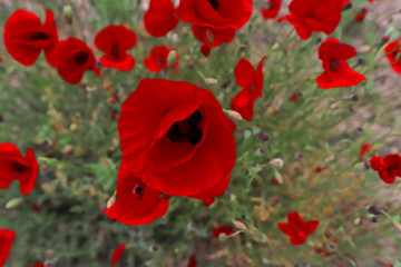 Fototapeta premium Poppy flower (Papaver rhoeas), Papaveraceae (Papaveraceae)